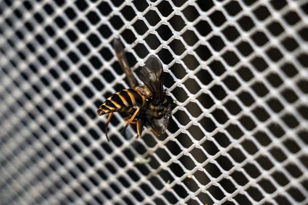 Grand gadfly rayé s'est écrasé et coincé dans la calandre du radiateur de voiture. Concept : danger sur les routes, accident, excès de vitesse, mortalité, chimie automobile . — Photo