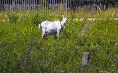 beyaz yün ve güzel boynuzları ile keçi yeşil bir çim üzerinde otlatıyor.