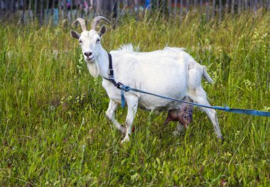 beyaz yün ve güzel boynuzları ile keçi yeşil bir çim üzerinde otlatıyor.