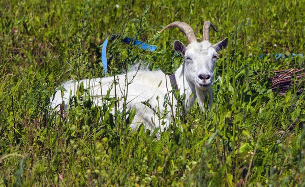 Cabra con lana blanca y hermosos cuernos pastan en un césped verde . — Foto de Stock