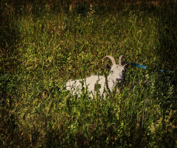 Cabra con lana blanca y hermosos cuernos pastan en un césped verde . — Foto de Stock