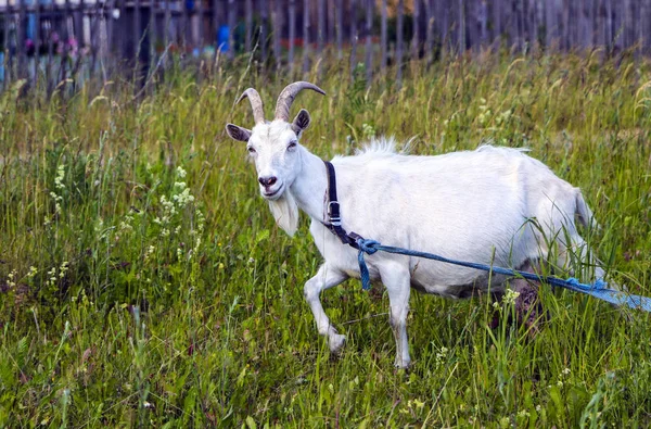 Cabra con lana blanca y hermosos cuernos pastan en un césped verde . — Foto de Stock