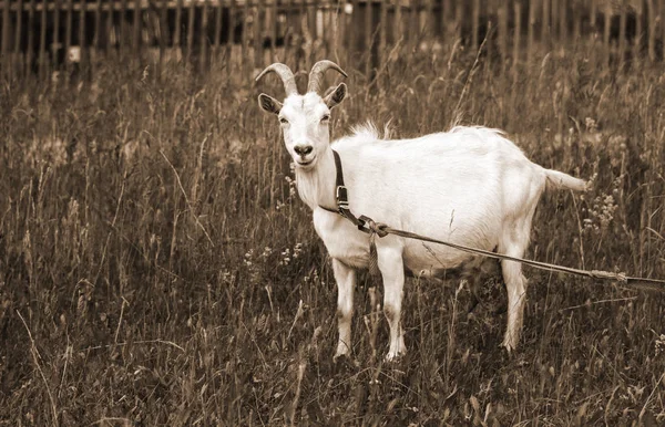 Koza z białą wełną i pięknymi rogami wypasuje na zielonym trawniku. — Zdjęcie stockowe