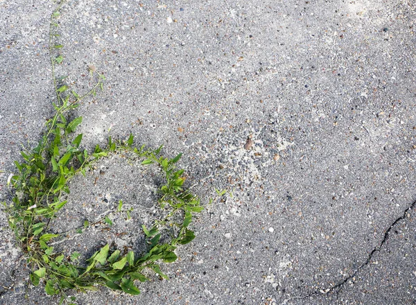 Round natural frame of green leaves and branches of loach, grown on asphalt. — Stock Photo, Image