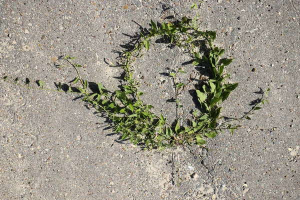 아스팔트에서 자란 녹색 잎과 로치 의 둥근 자연 프레임. — 스톡 사진