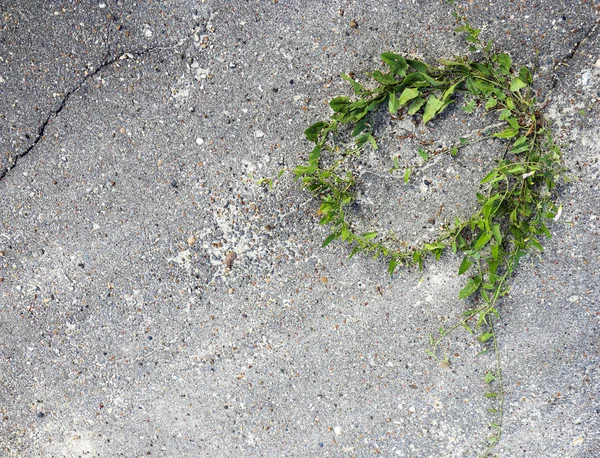 Round natural frame of green leaves and branches of loach, grown on asphalt. — Stock Photo, Image