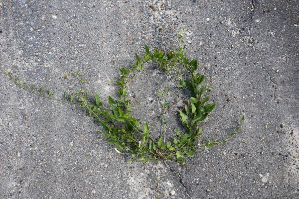 Round natural frame of green leaves and branches of loach, grown on asphalt. — Stock Photo, Image