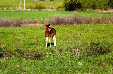 Genç bir safkan tay yeşil bir çayırda yürüyor ve oynuyor. Küçük aygır, güneşli bir günde bahar çayırında eğlenip ot yiyor..