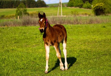 Genç bir safkan tay yeşil bir çayırda yürüyor ve oynuyor. Küçük aygır, güneşli bir günde bahar çayırında eğlenip ot yiyor..