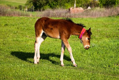 Genç bir safkan tay yeşil bir çayırda yürüyor ve oynuyor. Küçük aygır, güneşli bir günde bahar çayırında eğlenip ot yiyor..