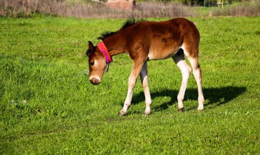 Genç bir safkan tay yeşil bir çayırda yürüyor ve oynuyor. Küçük aygır, güneşli bir günde bahar çayırında eğlenip ot yiyor..