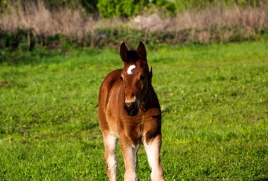 Genç bir safkan tay yeşil bir çayırda yürüyor ve oynuyor. Küçük aygır, güneşli bir günde bahar çayırında eğlenip ot yiyor..