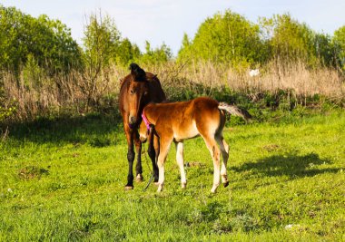 Genç bir safkan tay yeşil bir çayırda yürüyor ve oynuyor. Küçük aygır, güneşli bir günde bahar çayırında eğlenip ot yiyor..