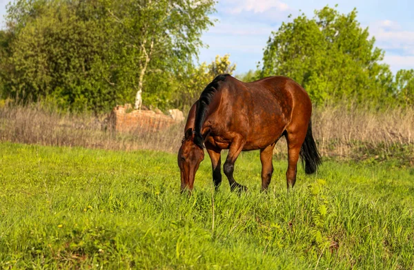 young bay mare walks on a green meadow on a sunny day. A brown slender horse grazes on fresh spring grass in clear weather.