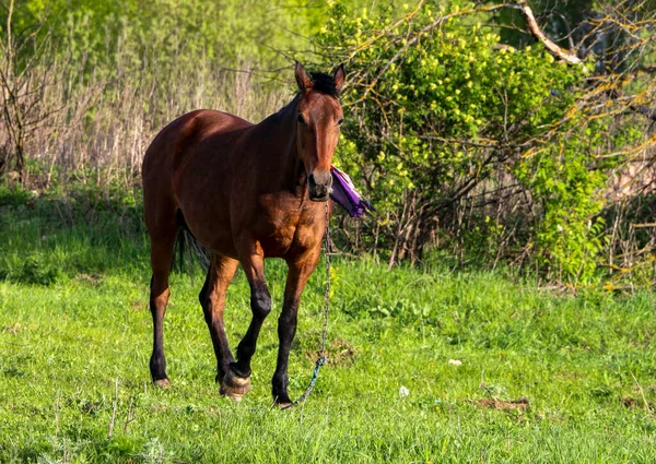 Jovem Égua Baía Caminha Prado Verde Dia Ensolarado Cavalo Esbelto — Fotografia de Stock