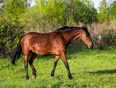 Genç kısrak güneşli bir günde yeşil bir çayırda yürüyor. Kahverengi ince bir at açık havada taze bahar çimlerinde otlar..
