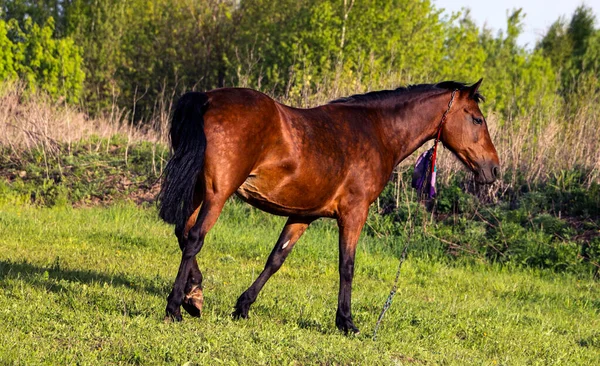 阳光明媚的日子 小海湾的母马在绿色的草地上散步 晴朗的天气里 一匹棕色细长的马在新鲜的春草上吃草 — 图库照片