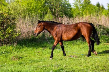 Genç kısrak güneşli bir günde yeşil bir çayırda yürüyor. Kahverengi ince bir at açık havada taze bahar çimlerinde otlar..