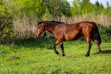 Genç kısrak güneşli bir günde yeşil bir çayırda yürüyor. Kahverengi ince bir at açık havada taze bahar çimlerinde otlar..