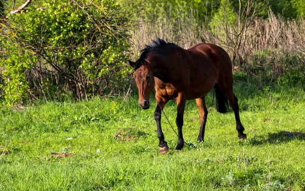 Jovem Égua Baía Caminha Prado Verde Dia Ensolarado Cavalo Esbelto — Fotografia de Stock