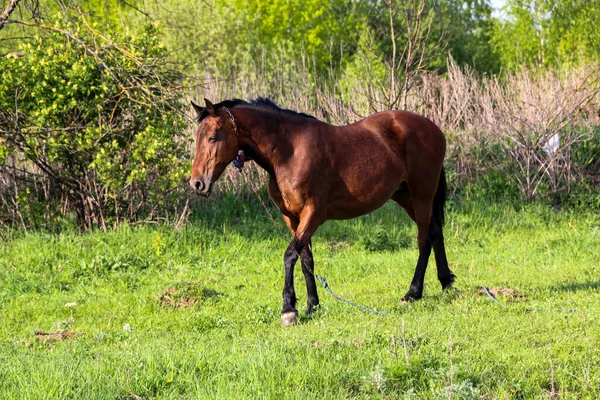 Jovem Égua Baía Caminha Prado Verde Dia Ensolarado Cavalo Esbelto — Fotografia de Stock