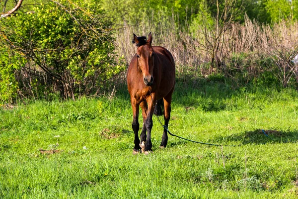 young bay mare walks on a green meadow on a sunny day. A brown slender horse grazes on fresh spring grass in clear weather.