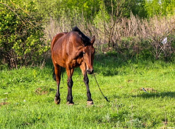 Jovem Égua Baía Caminha Prado Verde Dia Ensolarado Cavalo Esbelto — Fotografia de Stock