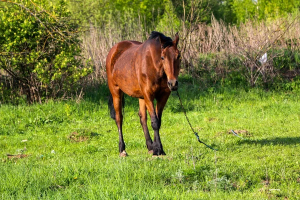 Jovem Égua Baía Caminha Prado Verde Dia Ensolarado Cavalo Esbelto — Fotografia de Stock