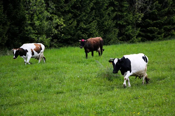 Vacas Leiteiras Jovens Pasto Através Prado Verde Longo Floresta Com — Fotografia de Stock