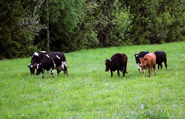 Vacas Lecheras Jóvenes Desde Pasto Través Prado Verde Largo Del — Foto de Stock