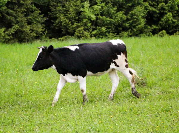 Молодые Молочные Коровы Идти Пастбища Через Зеленый Луг Вдоль Леса — стоковое фото