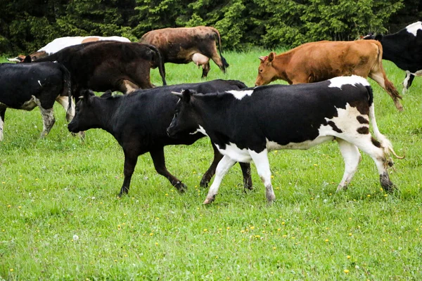 Jonge Melkkoeien Van Weide Door Een Groene Weide Langs Het — Stockfoto