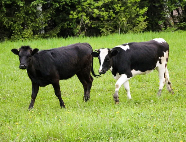 Jonge Melkkoeien Van Weide Door Een Groene Weide Langs Het — Stockfoto