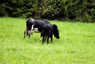 Genç süt inekleri, çayırlardan orman boyunca yeşil bir çayıra doğru gidin, genç dağ keçileri ve ineklerle.