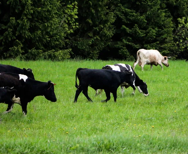 Jonge Melkkoeien Van Weide Door Een Groene Weide Langs Het — Stockfoto