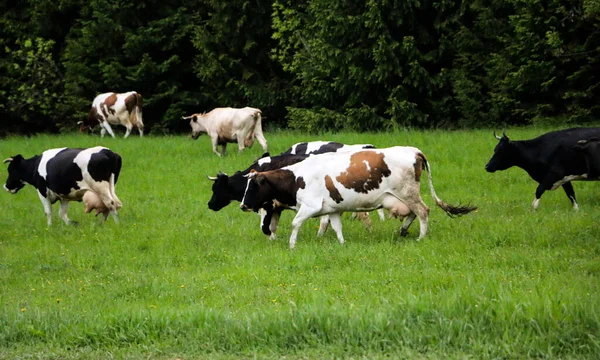 Jonge Melkkoeien Van Weide Door Een Groene Weide Langs Het — Stockfoto