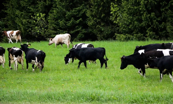 Молодые Молочные Коровы Идти Пастбища Через Зеленый Луг Вдоль Леса — стоковое фото