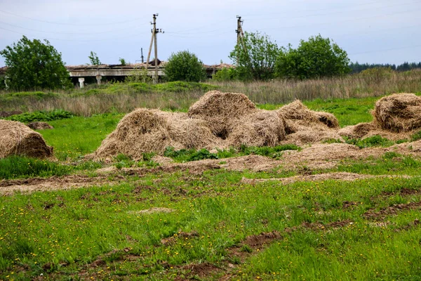 Rotoli Oro Fieno Impilati Una Piramide Trovano Margini Del Campo — Foto Stock