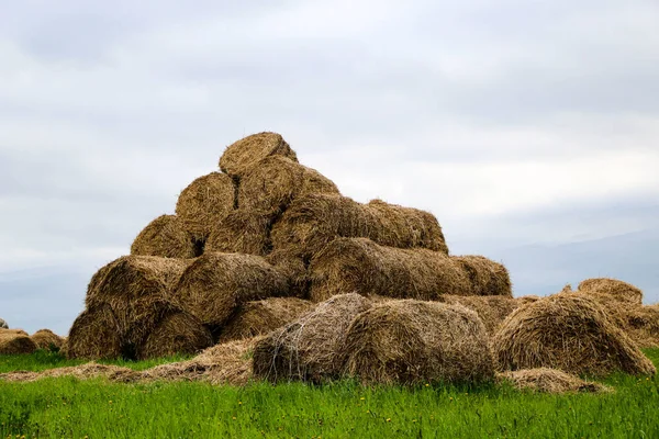 堆在金字塔里的一卷金色的干草堆在田野的边缘 用圆筒形包装的供动物饲料用的秋收干草 — 图库照片