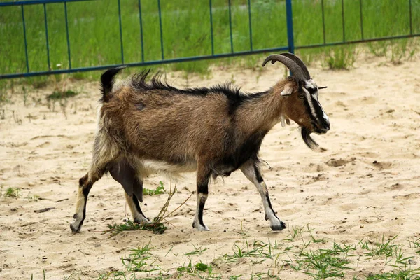 Una Cabra Con Pelo Hermoso Cuernos Largos Pastan Suelo Arenoso — Foto de Stock