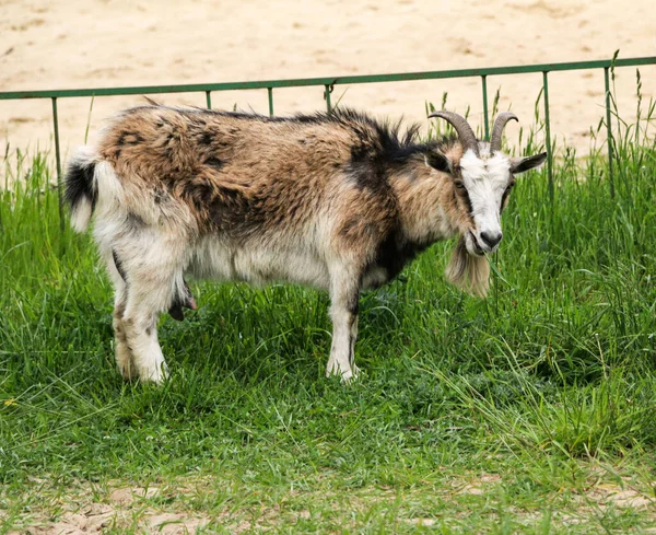 Una Cabra Con Pelo Hermoso Cuernos Largos Pastan Suelo Arenoso — Foto de Stock