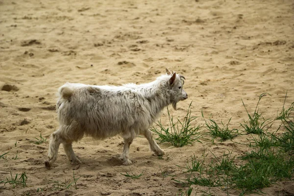 Pequeño Niño Blanco Esponjoso Roza Suelo Arenoso Con Pequeños Parches — Foto de Stock