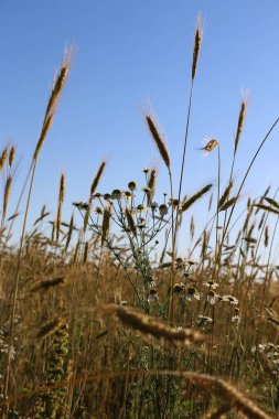 Güneşli bir yaz gününde altın gibi olgunlaşmış buğday. Açık güneş ışığında, mavi gökyüzüne karşı olgunlaşmış buğday tarlası. olgunlaşmış buğday başakları, altın taneler ve uzun filizlerle.