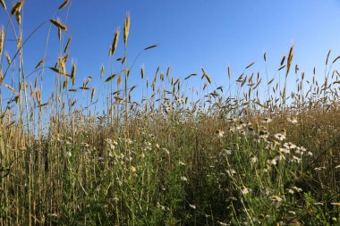 Güneşli bir yaz gününde altın gibi olgunlaşmış buğday. Açık güneş ışığında, mavi gökyüzüne karşı olgunlaşmış buğday tarlası. olgunlaşmış buğday başakları, altın taneler ve uzun filizlerle.
