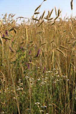 Güneşli bir yaz gününde altın gibi olgunlaşmış buğday. Açık güneş ışığında, mavi gökyüzüne karşı olgunlaşmış buğday tarlası. olgunlaşmış buğday başakları, altın taneler ve uzun filizlerle.