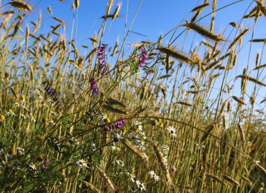 Güneşli bir yaz gününde altın gibi olgunlaşmış buğday. Açık güneş ışığında, mavi gökyüzüne karşı olgunlaşmış buğday tarlası. olgunlaşmış buğday başakları, altın taneler ve uzun filizlerle.