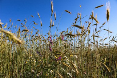 Güneşli bir yaz gününde altın gibi olgunlaşmış buğday. Açık güneş ışığında, mavi gökyüzüne karşı olgunlaşmış buğday tarlası. olgunlaşmış buğday başakları, altın taneler ve uzun filizlerle.