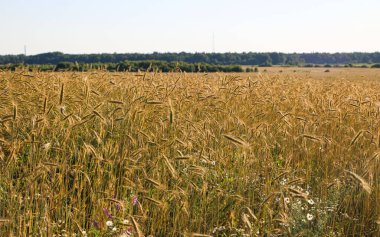 Güneşli bir yaz gününde altın gibi olgunlaşmış buğday. Açık güneş ışığında, mavi gökyüzüne karşı olgunlaşmış buğday tarlası. olgunlaşmış buğday başakları, altın taneler ve uzun filizlerle.