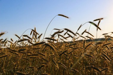 Güneşli bir yaz gününde altın gibi olgunlaşmış buğday. Açık güneş ışığında, mavi gökyüzüne karşı olgunlaşmış buğday tarlası. olgunlaşmış buğday başakları, altın taneler ve uzun filizlerle.