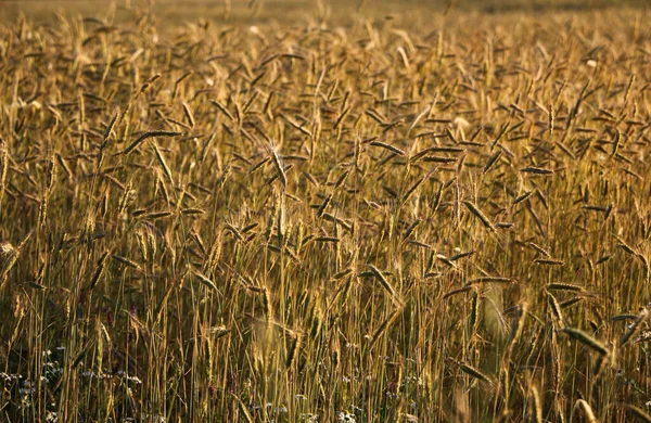 Trigo Maduro Dourado Dia Verão Ensolarado Brilhante Campo Cereal Trigo — Fotografia de Stock